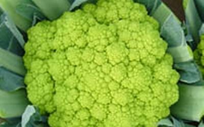 COLIFLOR VERDE