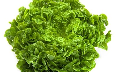 LECHUGA BATAVIA