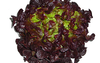 LECHUGA HOJA DE ROBLE