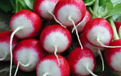 RABANITO PUNTA BLANCA