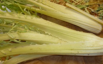 CARDO DE CADRETE (BLANCO)