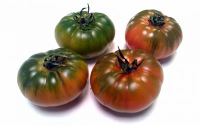 TOMATE RAF