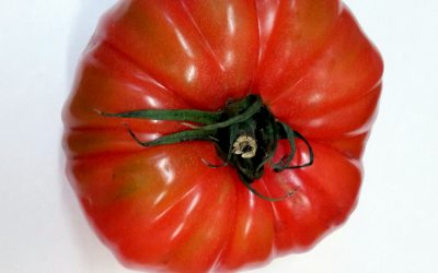 TOMATE ROSA