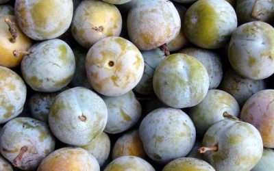 CIRUELA CLAUDIA REINA