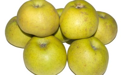 MANZANA REINETA