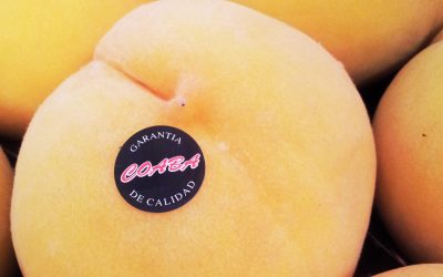 MELOCOTÓN DE CALANDA