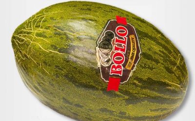 MELÓN BOLLO
