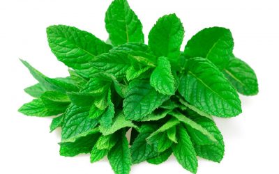 MENTA