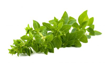 OREGANO