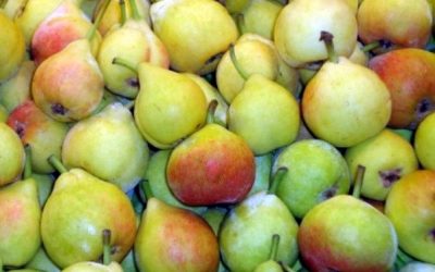 PERA DE CASTELL O SAN JUAN