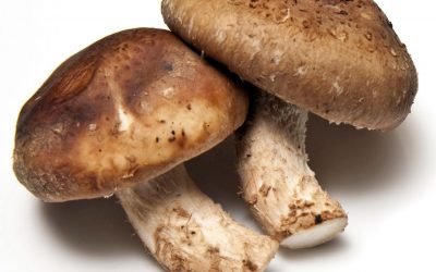 SHITAKE
