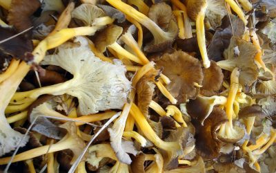 TROMPETILLA AMARILLA