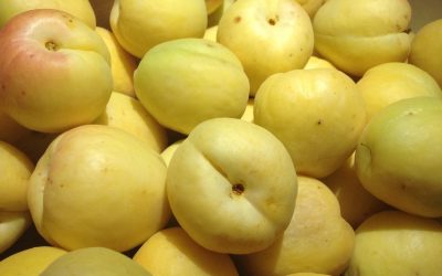 ALBERGE MONIQUI