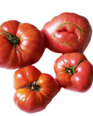 TOMATE ROSA BARBASTRO