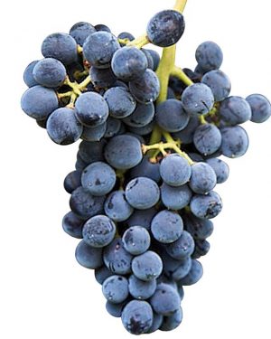 UVA GARNACHA