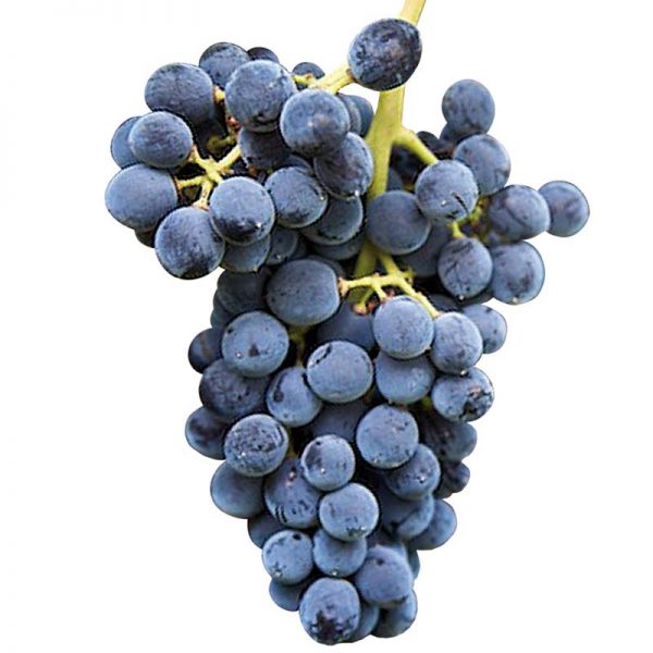 UVA GARNACHA